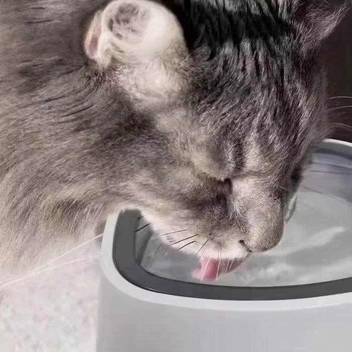 splash free pet water bowl splash free pet water bowl
